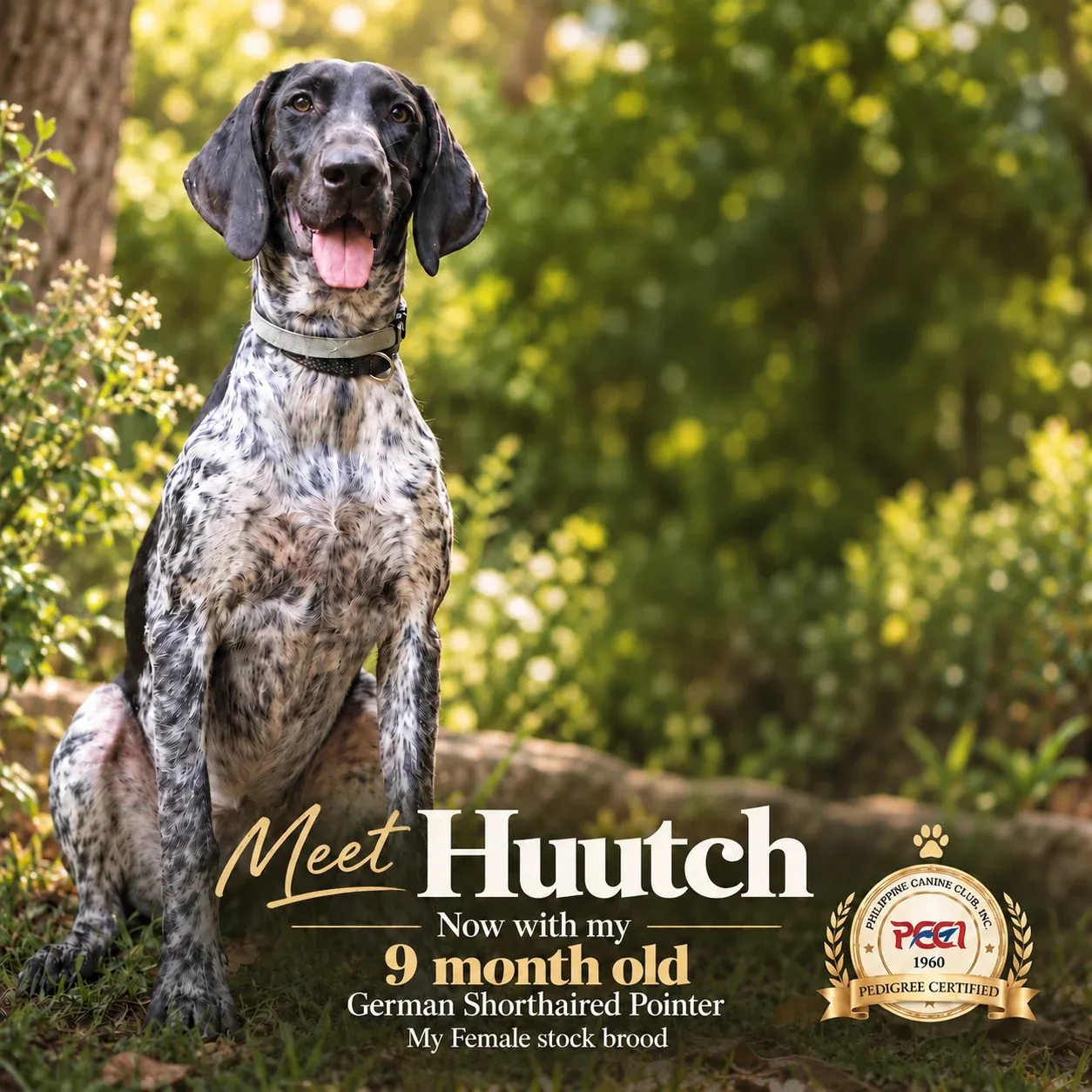 Huutch, a German Shorthaired Pointer, sitting in the sunlit field